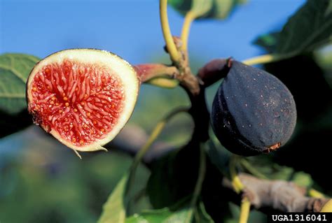 FIG TREE Ficus carica L. (Moraceae) : Fig tree。